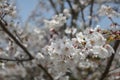 Cheery Blossom is blooming in Japan Royalty Free Stock Photo